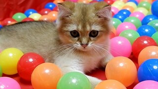 Cats Vs Ball Pit