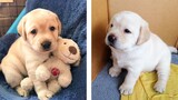 😍 These Labrador Puppies Will Brighten Your Day 🐶 | Cute Puppies