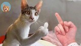 Angry Cats- Super Pets Reaction Videos| MEOW