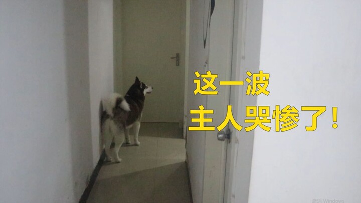 เจ้าของแกล้งไล่สุนัขฮัสกี้ออกไปนอกบ้าน แล้วมันจะมีปฏิกิริยาอย่างไร?