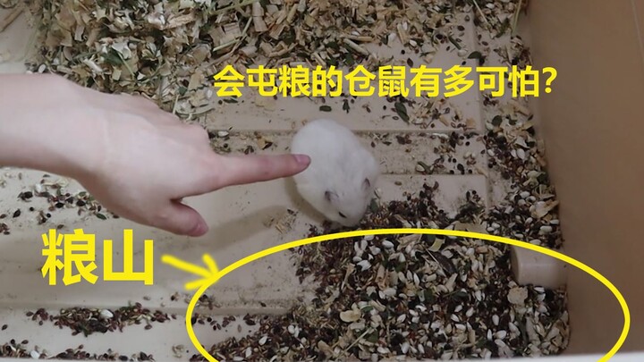 Setelah rumahnya digeledah, ada hamster yang hanya tinggal dinding kosong, tapi ada juga yang dikeli