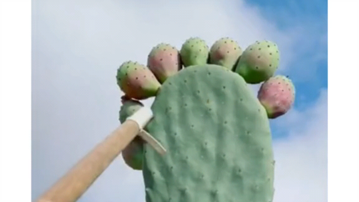 Cực kỳ thư giãn! Cắt xương rồng