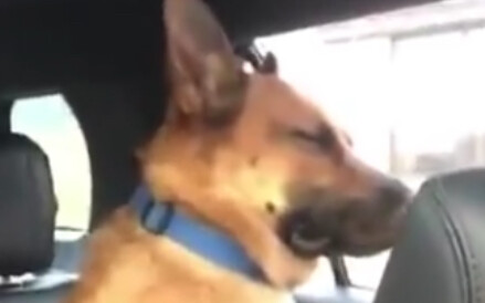 Looks like this dog ran into me, the kid who was crying and making a fuss in the train car.