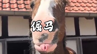 倔马