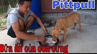 Bữa Ăn Của Chú Pitpull Mới Về Team Săn Bắt Ẩm Thực Vùng Cao | Pitpull | ToanQN