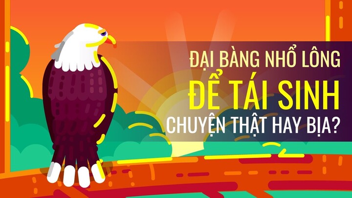 Đại bàng nhổ lông để tái sinh: Chuyện thật hay bịa?