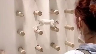 Cat Wall