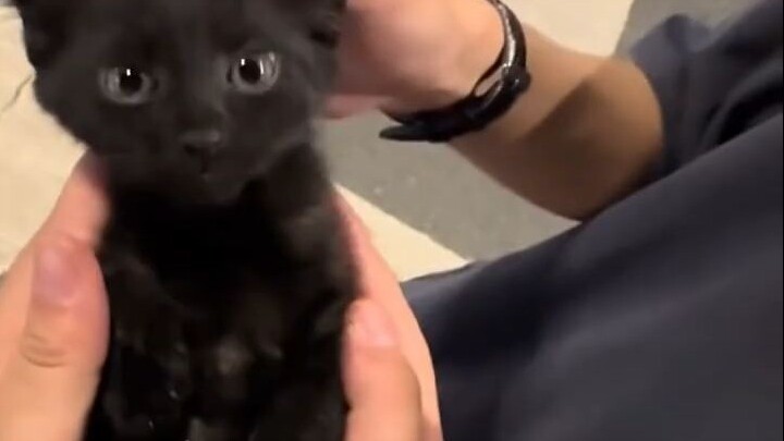 Kucing kecil yang sopan menyapa