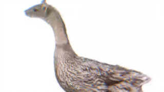 A new species developed by a university in Jiangxi: Rat and Duck