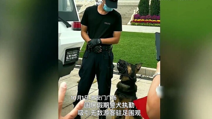 Quả nhiên ngay cả những chú chó cảnh sát đẹp đẽ cũng đã được giao cho nhà nước rồi, nhất thời không 
