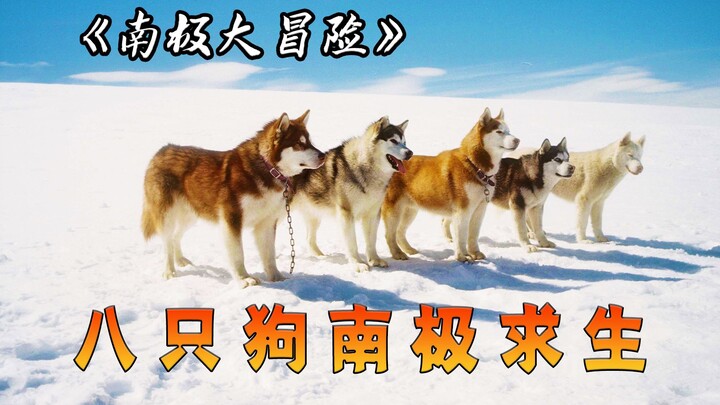 Adapted from a true story: Eight dogs abandoned in Antarctica survived alone for 175 days, the film 