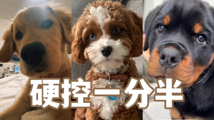 Putar suara ini untuk anjingmu dan lihat reaksi mereka!