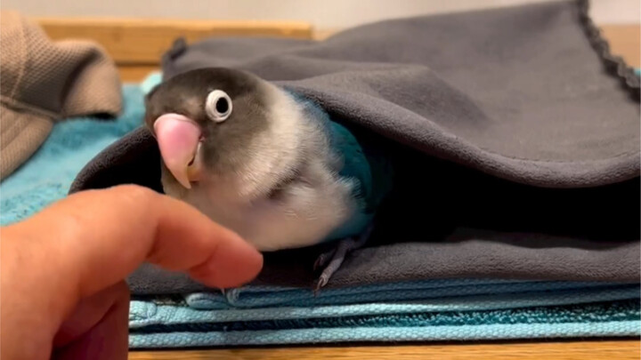 แกล้งทำเป็นมีของรักชิ้นใหม่～ตอนจบเด็ดมาก!