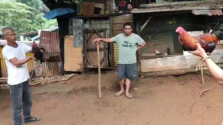 alimbuyugin na duwag pag dalhin sa sabongan dinayo sa bahay...ayon Dina nakauwi ang kalaban good 👍