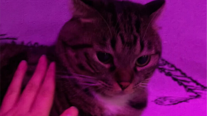Is he serious about a kitten in a place like this? ? ?