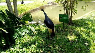 swan
