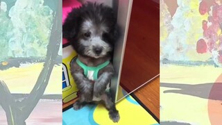 CUTE PET #น่ารัก&ตลก #5555+