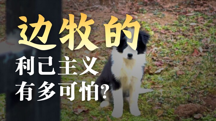 Finally figured out why the abandonment rate for Border Collies is so high!