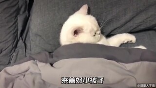 مع وجود قطة، لماذا نحتاج إلى صديقة؟ قطة مثيرة ترافقك في النوم عبر الإنترنت