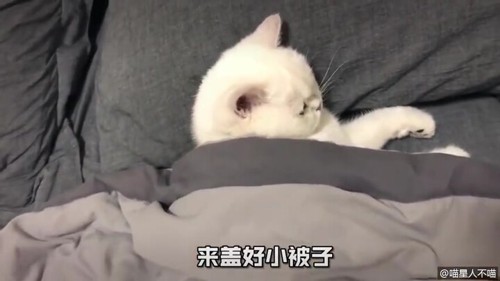 Dengan adanya kucing, untuk apa lagi pacar? Kucing seksi, siap menemani tidur secara online