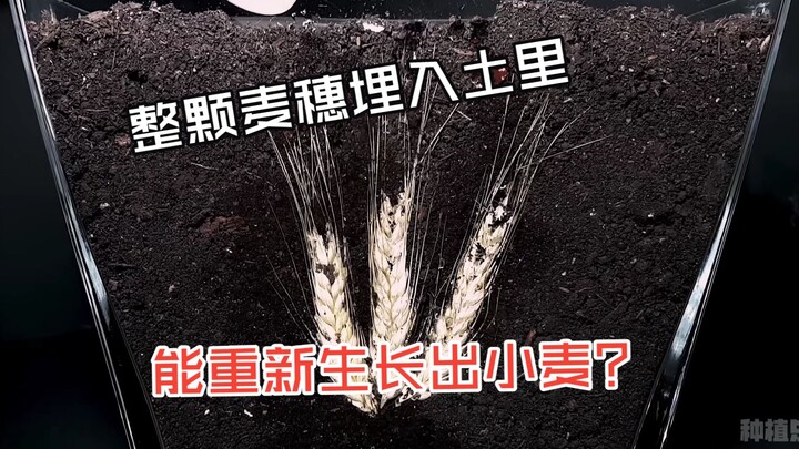 Điều gì sẽ xảy ra nếu cả bông lúa mì được vùi xuống đất? Liệu nó có thể mọc lại thành cây lúa mì đượ