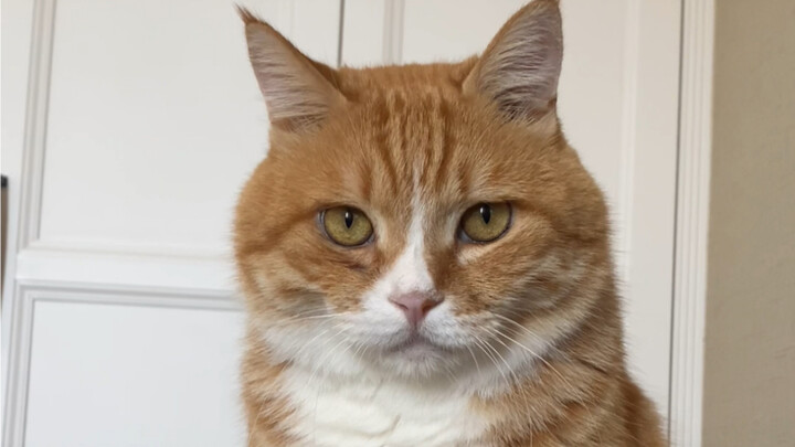 Tôi chỉ bị sốt thôi, không phải chết rồi đâu, hai con mèo các cậu không cần phải một đứa ngồi trên đ