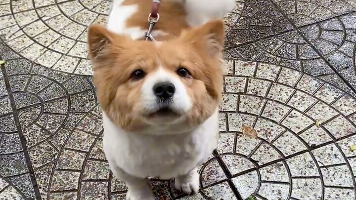 คุณลุงบอกว่านี่คือหมาน้อยนำโชคของเขา!