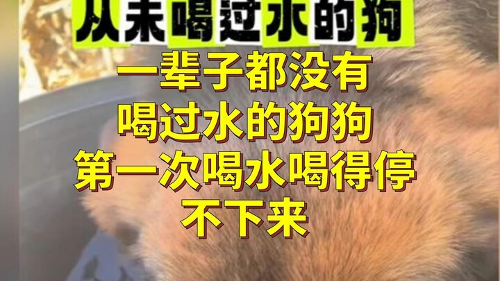 A dog that had never drunk a drop of water in its entire life couldn’t stop drinking when it finally