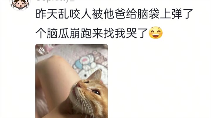 บนโลกนี้มีลูกแมวที่ร้องไห้ได้จริงๆ!