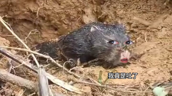 Bamboo Rat: There was no mention of localized heavy rain.