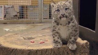 Anak macan tutul salju berusia tiga bulan di kebun binatang, kok suaranya aneh banget sih?