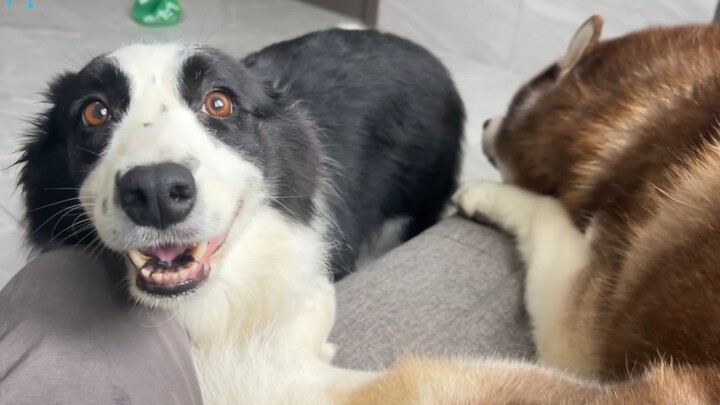 What happens when two cunning dogs both want to claim the sofa?