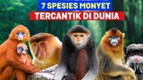Pasti Belum Tahu! Inilah 7 Spesies Monyet Tercantik di Dunia - Dua Dari Indonesia