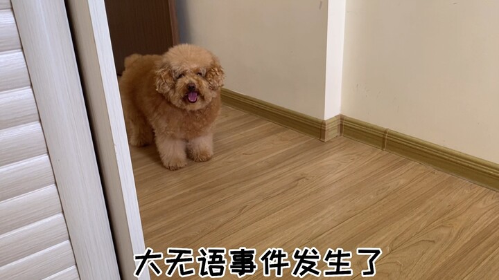 Major Awkward Moment: TuTu Pets’ Yino SOS Paw Cleaner…