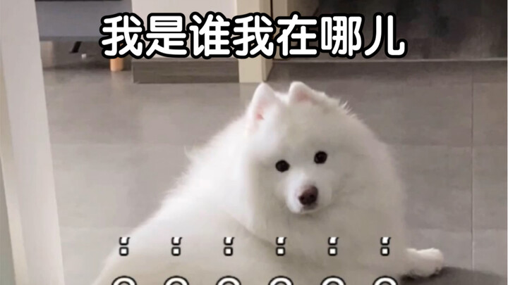 春天来了，小羊也想出门约会了！