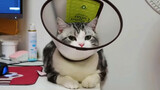 [Cat] Sterilization