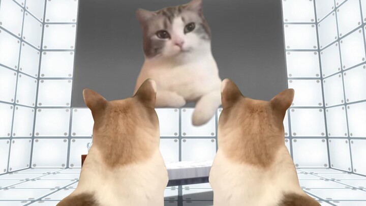 [Cat Meme] ห้องที่แมวชั่วร้ายไม่สามารถออกไปได้จนกว่าเขาจะพอใจ