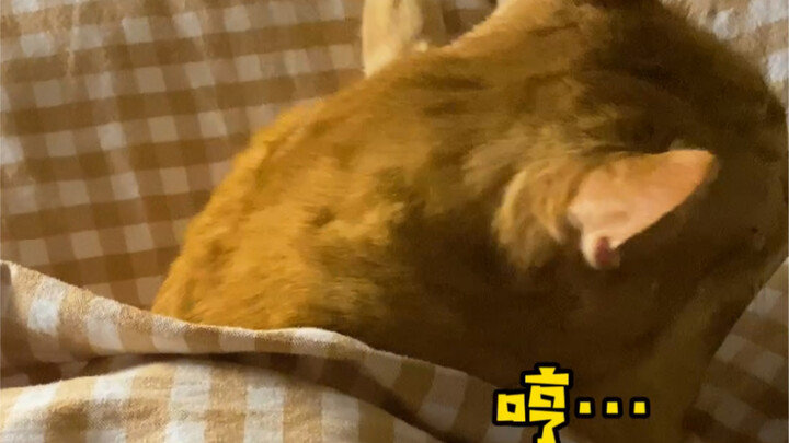 Si kucing kecil belajar sendiri kata-kata ekspresi baru! Hei, ternyata cukup ampuh…