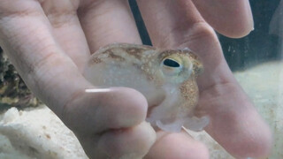 [Hewan] Berkenalan dengan inkfish yang indah