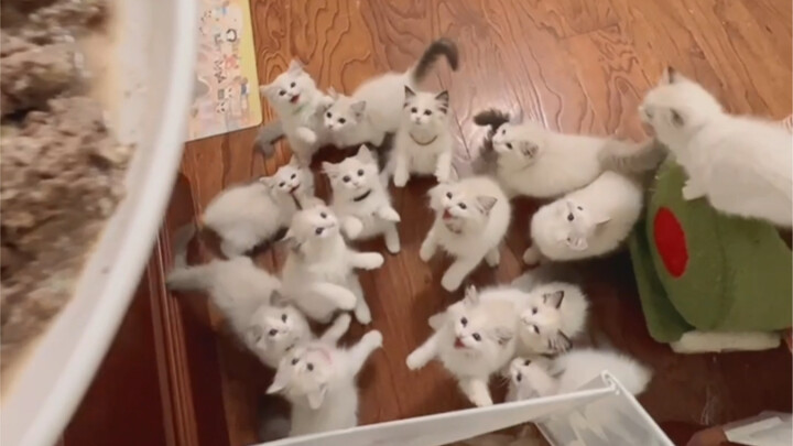 ॱଳ͘ I suddenly feel like the little kittens have grown so much! 👾