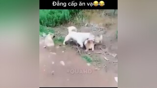 Đẳng cấp ăn vạ😅😅😅😅😅 chó_cưng chócute chókhôn ăn_vạ chócon clipvui hahaha😂😂😂 hahaha😂😂😂 fuyp tổnghợpnhữngcliphay giảitritiktok fyp xuhuong revi mèoyanghồ