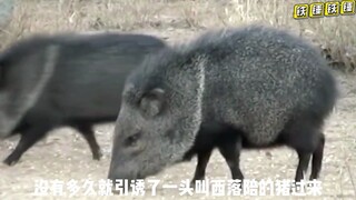 Seberapa kuat busur panah majemuk? Satu anak panah bahkan bisa menembus anus babi hutan.