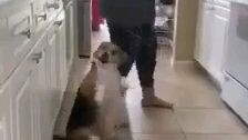 funny dog video