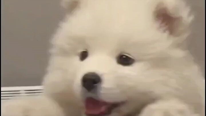 Mention the cutest girl ever to come check out this adorable Shugou!