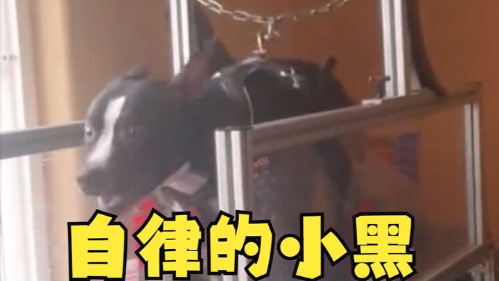 This whole dog-powered generator is pretty awesome too!!!