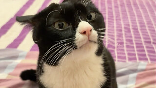 When I deliberately imitate a cow-cat's speech