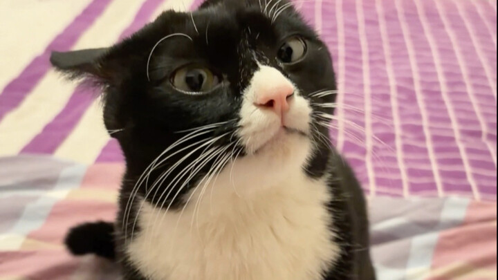 เมื่อฉันตั้งใจเลียนแบบเสียงแมวเหมียว