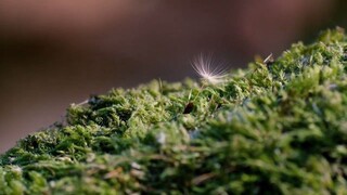 [Tập 6 - Thuyết Minh] Vũ Trụ Kỳ Diệu - Cosmos A SpaceTime Odyssey