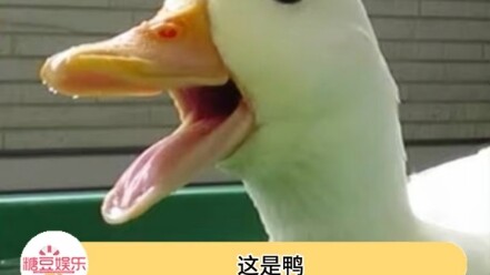 Hầu như một người là thiên thần, một người là ác quỷ