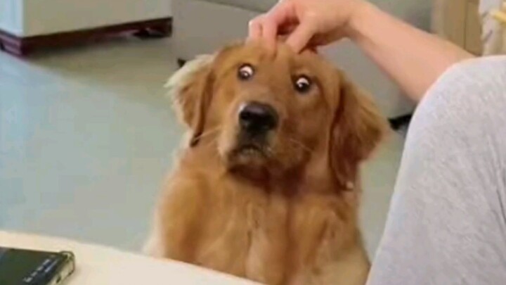 “My Clueless Cat Parent and I”